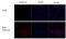 Influenza virus antibody, GTX128540, GeneTex, Immunocytochemistry image 