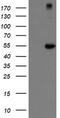 Chimerin 1 antibody, TA505073, Origene, Western Blot image 