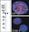 90 kDa ribosomal protein S6 kinase 4 antibody, TA324316, Origene, Western Blot image 