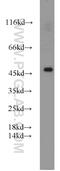Pannexin 1 antibody, 12595-1-AP, Proteintech Group, Western Blot image 