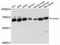 Coenzyme A Synthase antibody, A12179, ABclonal Technology, Western Blot image 