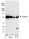 Protein Tyrosine Phosphatase Non-Receptor Type 12 antibody, NB100-60666, Novus Biologicals, Western Blot image 