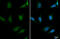 CDC Like Kinase 3 antibody, GTX111451, GeneTex, Immunocytochemistry image 