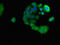 Proline Rich 11 antibody, CSB-PA836225LA01HU, Cusabio, Immunofluorescence image 