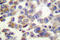 Wnt Family Member 1 antibody, LS-C176622, Lifespan Biosciences, Immunohistochemistry paraffin image 