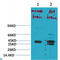 Potassium channel subfamily K member 9 antibody, LS-C813635, Lifespan Biosciences, Western Blot image 