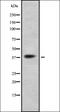 Free fatty acid receptor 3 antibody, orb378292, Biorbyt, Western Blot image 