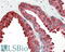DBF4 Zinc Finger antibody, 42-400, ProSci, Enzyme Linked Immunosorbent Assay image 