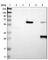 Major Histocompatibility Complex, Class II, DP Beta 1 antibody, HPA011078, Atlas Antibodies, Western Blot image 