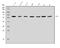 BCL3 Transcription Coactivator antibody, A02773-3, Boster Biological Technology, Western Blot image 