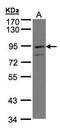 Prostaglandin F2 Receptor Inhibitor antibody, LS-B13230, Lifespan Biosciences, Western Blot image 