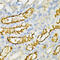 Serine/threonine-protein phosphatase 2A activator antibody, 18-379, ProSci, Immunohistochemistry frozen image 