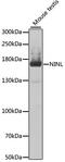 Ninein-like protein antibody, 23-042, ProSci, Western Blot image 