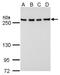 FAS antibody, GTX629762, GeneTex, Western Blot image 