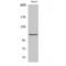 Histone Deacetylase 9 antibody, LS-C383931, Lifespan Biosciences, Western Blot image 