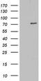 2'-5'-Oligoadenylate Synthetase 2 antibody, CF802806, Origene, Western Blot image 