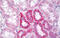Microtubule Affinity Regulating Kinase 2 antibody, MBS243566, MyBioSource, Immunohistochemistry frozen image 