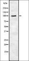 F4/80 antibody, orb336818, Biorbyt, Western Blot image 