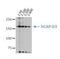 Condensin-2 complex subunit D3 antibody, MA5-18070, Invitrogen Antibodies, Western Blot image 