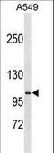 DISC1 Scaffold Protein antibody, LS-C159460, Lifespan Biosciences, Western Blot image 