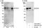 RIO Kinase 1 antibody, A302-456A, Bethyl Labs, Western Blot image 
