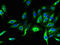 LHFPL Tetraspan Subfamily Member 1 antibody, LS-C399008, Lifespan Biosciences, Immunofluorescence image 