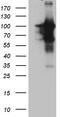 Brain Enriched Guanylate Kinase Associated antibody, TA810782, Origene, Western Blot image 