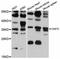 Guanosine Monophosphate Reductase antibody, abx125885, Abbexa, Western Blot image 