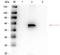 Signal Transducer And Activator Of Transcription 1 antibody, orb345719, Biorbyt, Western Blot image 