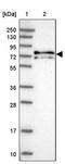KAT8 Regulatory NSL Complex Subunit 1 Like antibody, PA5-61327, Invitrogen Antibodies, Western Blot image 