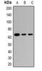 Tripartite Motif Containing 23 antibody, orb382092, Biorbyt, Western Blot image 