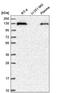 SCL-interrupting locus protein antibody, NBP2-58439, Novus Biologicals, Western Blot image 