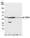 Caspase 9 antibody, A305-252A, Bethyl Labs, Western Blot image 