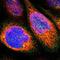 Probable gluconokinase antibody, NBP1-88751, Novus Biologicals, Immunofluorescence image 