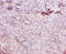 Carboxylesterase 1C  antibody, orb240866, Biorbyt, Immunohistochemistry paraffin image 