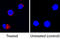 IL-4 antibody, BAF504, R&D Systems, Western Blot image 