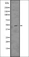 Paired Box 6 antibody, orb336639, Biorbyt, Western Blot image 