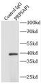 Phosphoribosyl Pyrophosphate Synthetase Associated Protein 1 antibody, FNab06825, FineTest, Immunoprecipitation image 