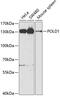 DNA polymerase delta catalytic subunit antibody, GTX64730, GeneTex, Western Blot image 
