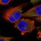 Dynactin Subunit 1 antibody, NBP2-33976, Novus Biologicals, Immunofluorescence image 
