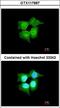 RAB, Member RAS Oncogene Family Like 6 antibody, NBP2-20098, Novus Biologicals, Immunocytochemistry image 