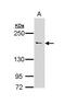 Unc-13 Homolog B antibody, PA5-22153, Invitrogen Antibodies, Western Blot image 