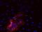 Stage-Specific Embryonic Antigen 5 antibody, NBP2-42922, Novus Biologicals, Immunofluorescence image 