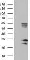 BAX antibody, TA890001, Origene, Western Blot image 