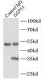Geranylgeranyl Diphosphate Synthase 1 antibody, FNab03445, FineTest, Immunoprecipitation image 