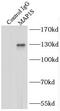 Microtubule Associated Protein 1S antibody, FNab04975, FineTest, Immunoprecipitation image 