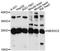 Mesoderm Development LRP Chaperone antibody, LS-C748948, Lifespan Biosciences, Western Blot image 