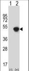 Glycine C-Acetyltransferase antibody, LS-C166405, Lifespan Biosciences, Western Blot image 