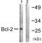 BCL2 antibody, LS-B6548, Lifespan Biosciences, Western Blot image 
