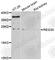 Regenerating Family Member 3 Alpha antibody, A2101, ABclonal Technology, Western Blot image 